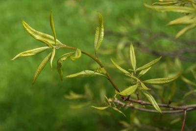 Quercus imbricaria (Shingle Oak), leaf, new