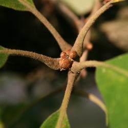 Quercus macrocarpa (Bur Oak), flower, pistillate