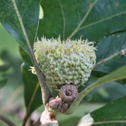 Quercus macrocarpa (Bur Oak), habit, fall