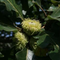 Quercus macrocarpa (Bur Oak), fruit, mature