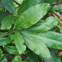 Quercus imbricaria (Shingle Oak), leaf, upper surface