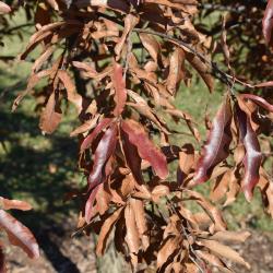 Quercus macrocarpa 'Eckman' (Eckman's Bur Oak), habit, spring