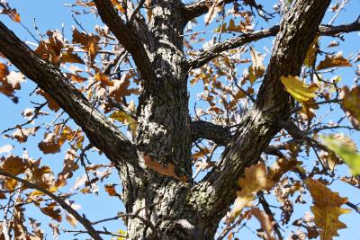 Quercus macrocarpa (Bur Oak), bark, branch