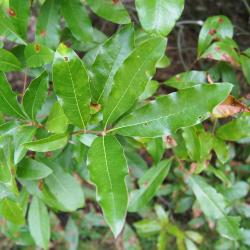 Quercus imbricaria (Shingle Oak), leaf, summer