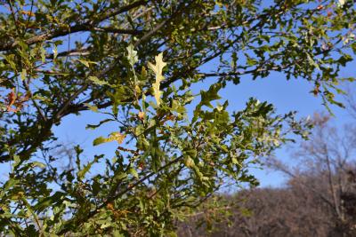 Quercus lyrata (Overcup Oak), leaf, fall