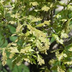 Quercus marilandica (Blackjack Oak), habit, fall