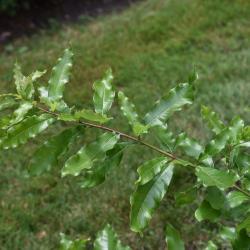 Quercus macrocarpa (Bur Oak), bark, branch
