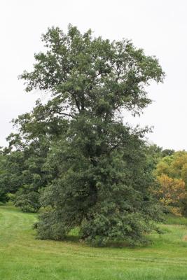 Quercus imbricaria (Shingle Oak), habit, fall