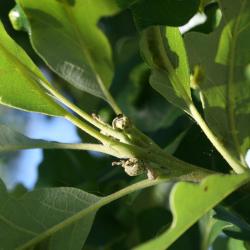 Quercus macrocarpa (Bur Oak), habit, fall