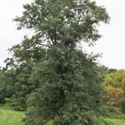 Quercus imbricaria (Shingle Oak), leaf, spring