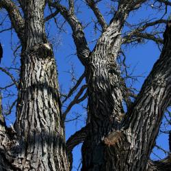 Quercus macrocarpa (Bur Oak), bark, twig