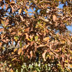 Quercus macrocarpa 'Eckman' (Eckman's Bur Oak), bark, twig