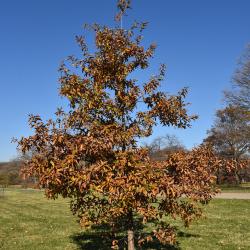 Quercus lyrata (Overcup Oak), leaf, fall