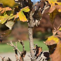 Quercus macrocarpa 'Eckman' (Eckman's Bur Oak), leaf, fall