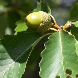 Quercus montana (Chestnut Oak), leaf, summer