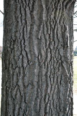 Quercus montana (Chestnut Oak), bark, trunk