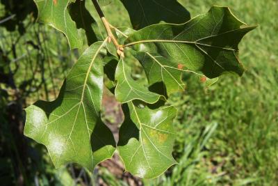 Quercus marilandica (Blackjack Oak), leaf, upper surface
