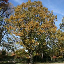 Quercus muehlenbergii (Chinkapin Oak), bud, terminal