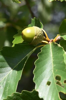 Quercus montana (Chestnut Oak), fruit, immature