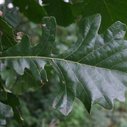 Quercus macrocarpa (Bur Oak), trunk, cross section