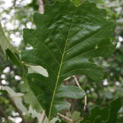 Quercus macrocarpa (Bur Oak), plant, young