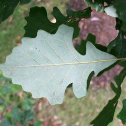 Quercus macrocarpa (Bur Oak), leaf, summer