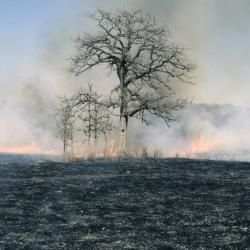 Quercus macrocarpa (Bur Oak), habitat, fire