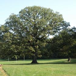 Quercus macrocarpa (Bur Oak), leaf, fall
