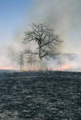 Quercus macrocarpa (Bur Oak), habitat, fire