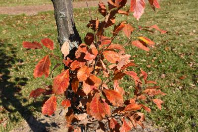 Quercus montana (Chestnut Oak), leaf, fall
