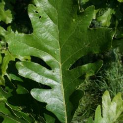 Quercus macrocarpa (Bur Oak), trunk, cross section