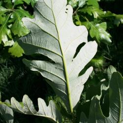 Quercus macrocarpa (Bur Oak), leaf, summer