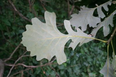 Quercus macrocarpa (Bur Oak), leaf, lower surface