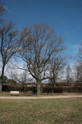 Quercus montana (Chestnut Oak), habit, winter