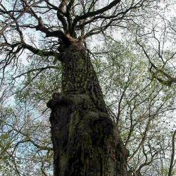 Quercus macrocarpa (Bur Oak), habit, winter