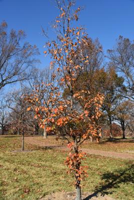 Quercus montana (Chestnut Oak), habit, fall