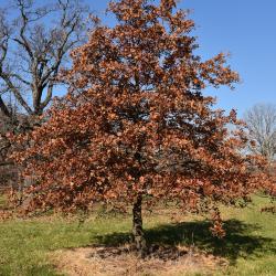 Quercus mongolica (Mongolian Oak), bud, terminal