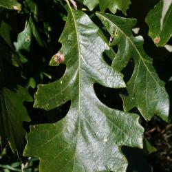 Quercus macrocarpa (Bur Oak), leaf, upper surface