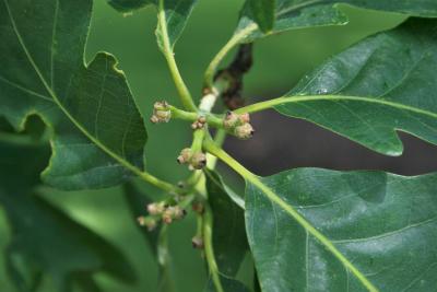 Quercus montana (Chestnut Oak), flower, pistillate