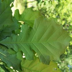Quercus macrocarpa (Bur Oak), leaf, spring