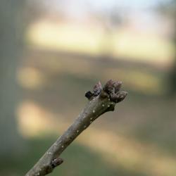 Quercus muehlenbergii (Chinkapin Oak), fruit, young