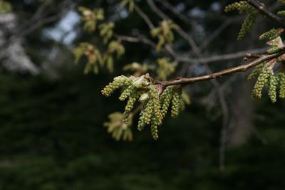 Quercus palustris (Pin Oak), inflorescence