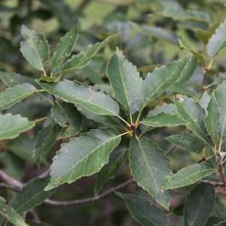 Quercus ×jackiana (Vallonea Oak), bark, trunk
