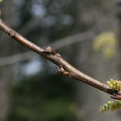 Quercus palustris (Pin Oak), habit, winter