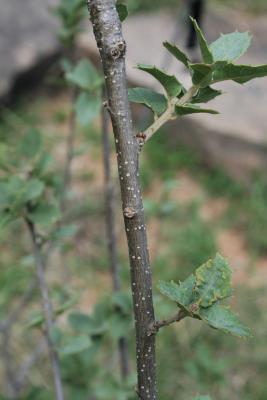 Quercus palmeri (Palmer Oak), bark, twig