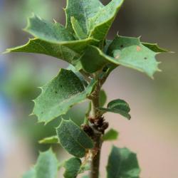 Quercus rubra var. borealis (Northern Red Oak), bark, mature