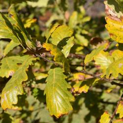 Quercus petraea ssp. iberica (Georgian Oak), leaf, upper surface