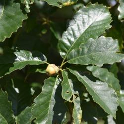 Quercus rubra (Northern Red Oak), habit, fall