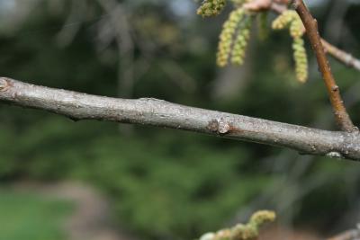 Quercus palustris (Pin Oak), bark, twig