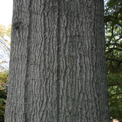 Quercus palustris (Pin Oak), fruit, immature